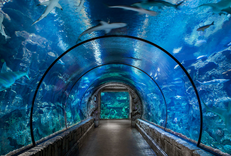 Shark Reef Aquarium in Las Vegas - Mandalay Bay