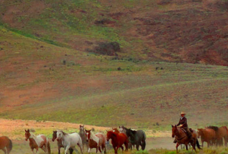 Saddle Up! Texas Trails on Horseback