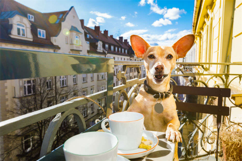 10 Pet-Friendly Cafe's To Enjoy With Furry Loved Ones In Delhi