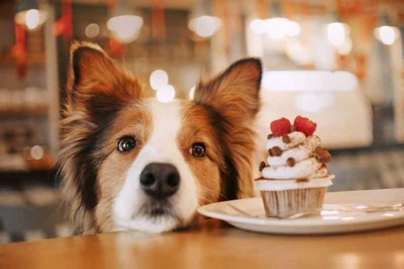 7 Amazing Spots That Are Pet Friendly In Cairo