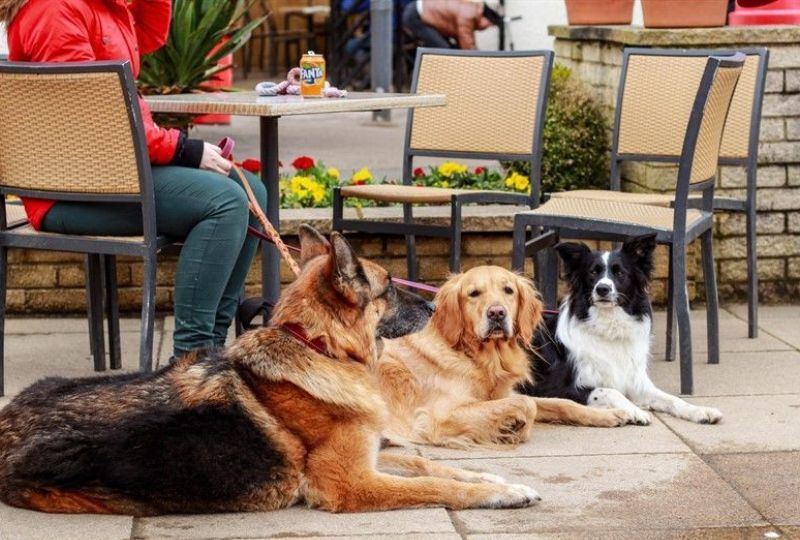 10 Pet-Friendly Restaurants In Dubai, UAE
