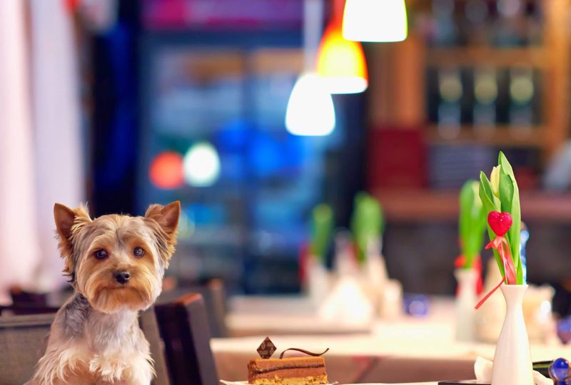 Pet-Friendly Cafes in Tallinn